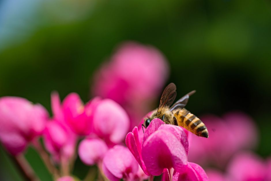 A close-up of a honeybee collecting pollen from vibrant pink flowers in a Jakarta garden.