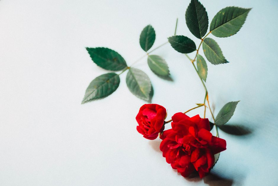 Elegant red roses with green leaves on a white background. Perfect for floral photography enthusiasts.