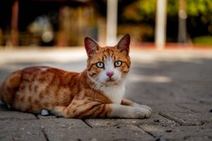 End Cat Litter Box Odor: A Fashion-Forward Solution for a Fresh Home