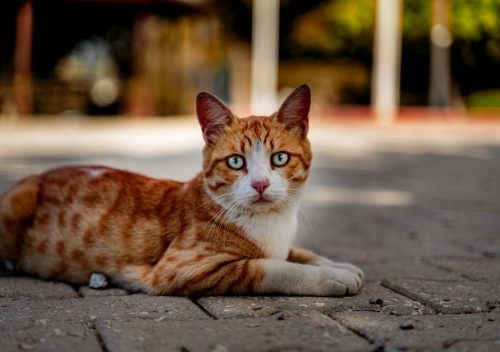 End Cat Litter Box Odor: A Fashion-Forward Solution for a Fresh Home