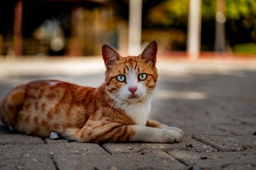 End Cat Litter Box Odor: A Fashion-Forward Solution for a Fresh Home