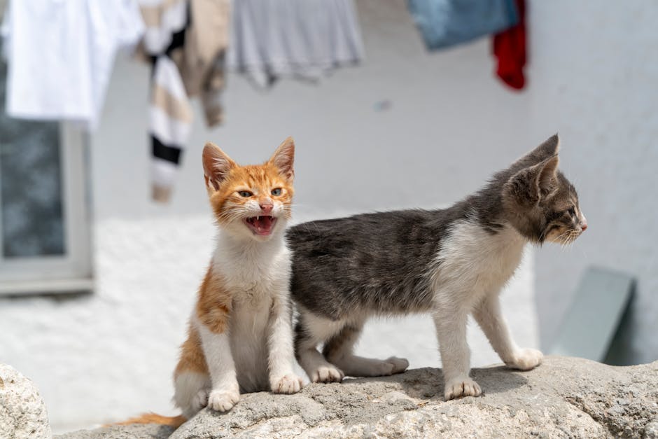 Two adorable kittens playing on a wall in İzmir, Türkiye. Perfect capture of feline curiosity.