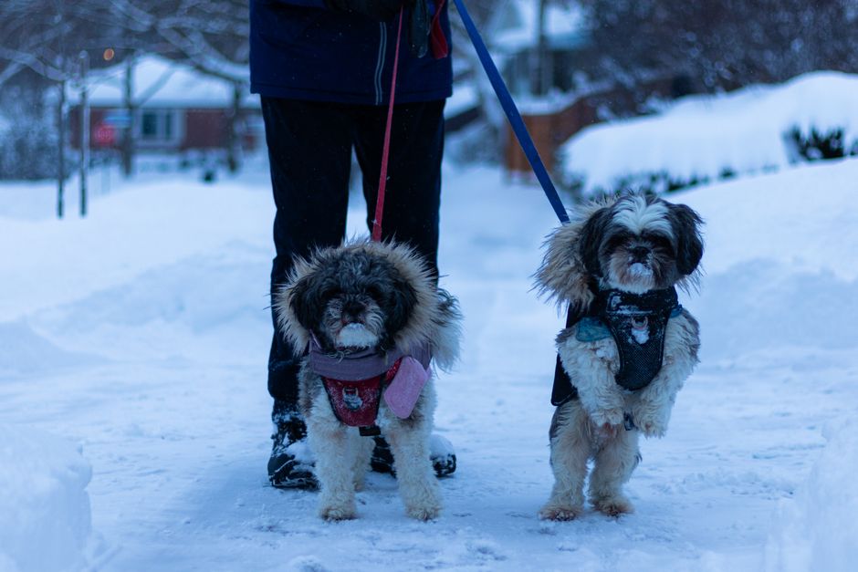 Two Shih Tzus enjoy a winter walk in a snowy Toronto neighborhood.