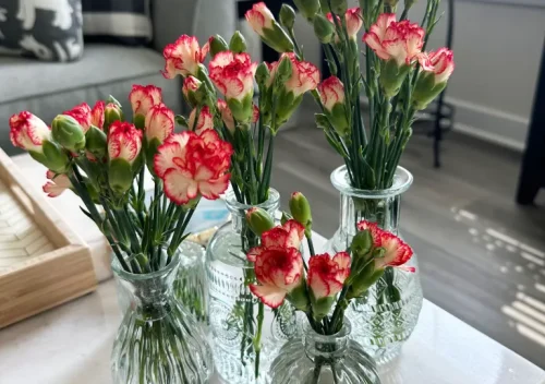 Glass Bud Vases